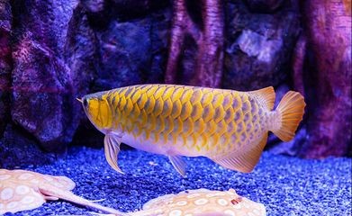 龍魚是哪里產的：亞洲龍魚主要分布在以下幾個地區，紅龍魚的保護現狀如何