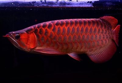 龍魚是哪里產的：亞洲龍魚主要分布在以下幾個地區，紅龍魚的保護現狀如何