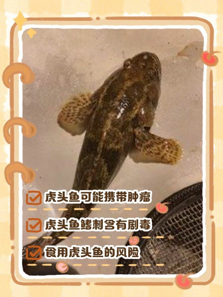 紅老虎魚十大害處