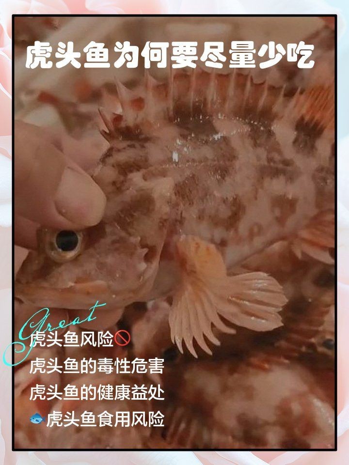 紅老虎魚十大害處