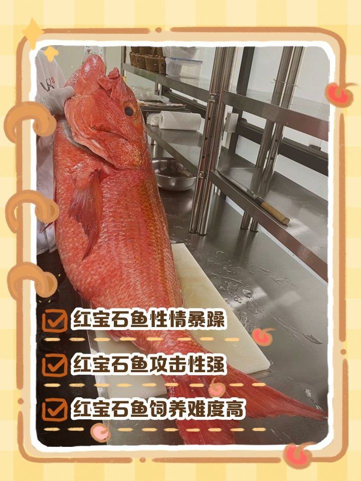 紅老虎魚十大害處