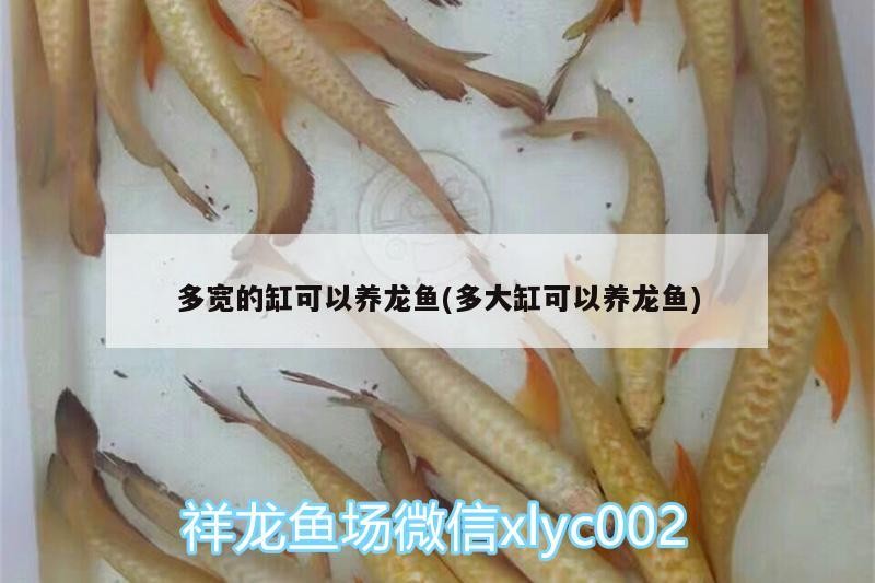 多寬的缸可以養龍魚(多大缸可以養龍魚)