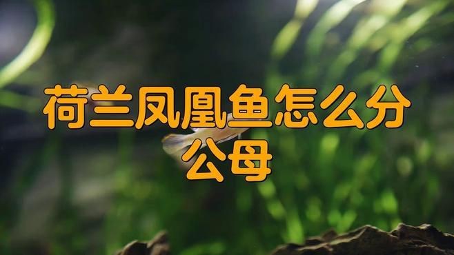 蘇州魚缸購買方法：寵物店、水族館、水族館店、水族館店或在線市場購買