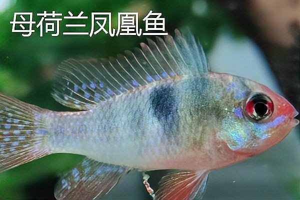 蘇州魚缸購買方法：寵物店、水族館、水族館店、水族館店或在線市場購買