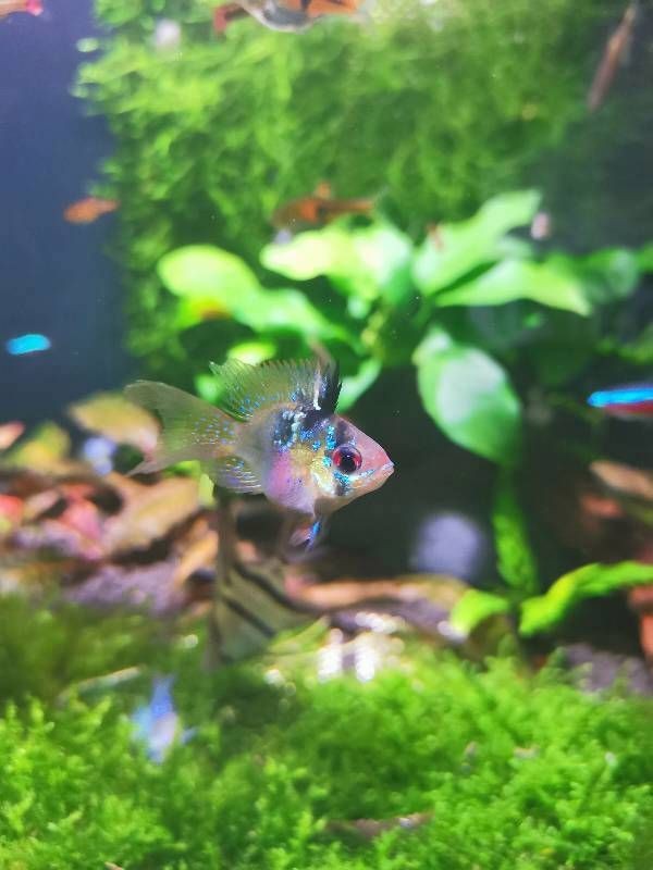 蘇州魚缸購買方法：寵物店、水族館、水族館店、水族館店或在線市場購買