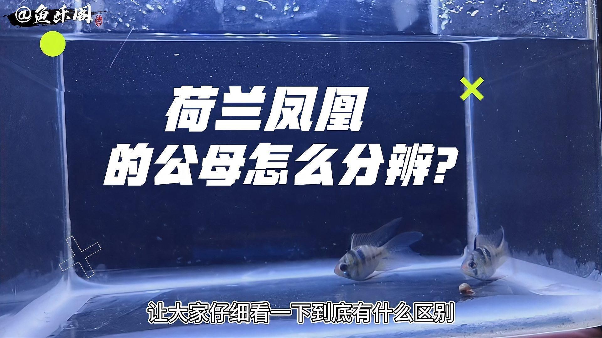 蘇州魚缸購買方法：寵物店、水族館、水族館店、水族館店或在線市場購買