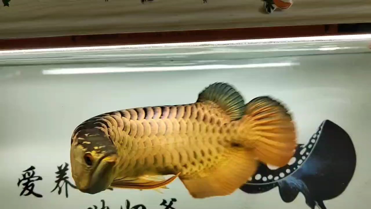 好運的一天