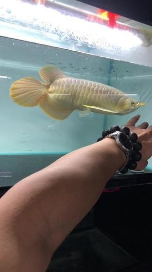 給我一些帝王紅龍魚(yú)的圖片 給我一些帝王紅龍魚(yú)的圖片 龍魚(yú)論壇 第14張