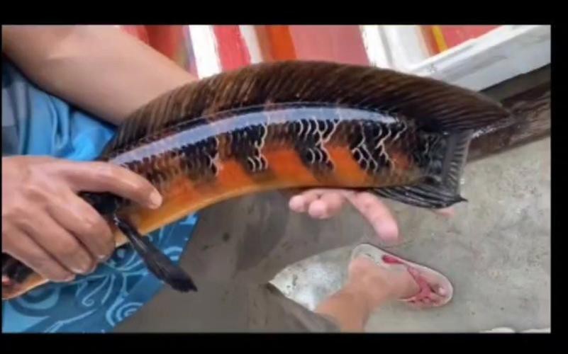 給我一些帝王紅龍魚(yú)的圖片 給我一些帝王紅龍魚(yú)的圖片 龍魚(yú)論壇 第16張