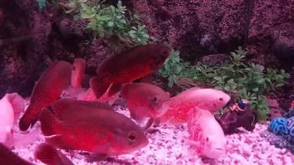 地圖魚繁殖地圖魚需要注意事項和飼養過程中的注意事項：地圖魚的飼養技巧 地圖魚繁殖地圖魚需要注意事項和飼養過程中的注意事項：地圖魚的飼養技巧 魚缸百科 第1張