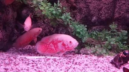 地圖魚繁殖地圖魚需要注意事項和飼養過程中的注意事項：地圖魚的飼養技巧 地圖魚繁殖地圖魚需要注意事項和飼養過程中的注意事項：地圖魚的飼養技巧 魚缸百科 第2張