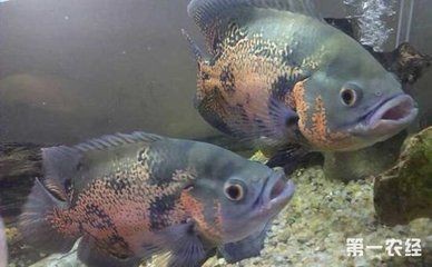 地圖魚繁殖地圖魚需要注意事項和飼養過程中的注意事項：地圖魚的飼養技巧 地圖魚繁殖地圖魚需要注意事項和飼養過程中的注意事項：地圖魚的飼養技巧 魚缸百科 第3張