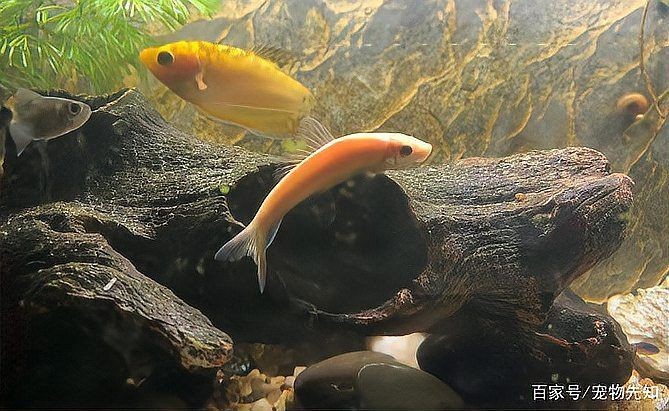 胡子大帆魚(yú)最忌三種東西