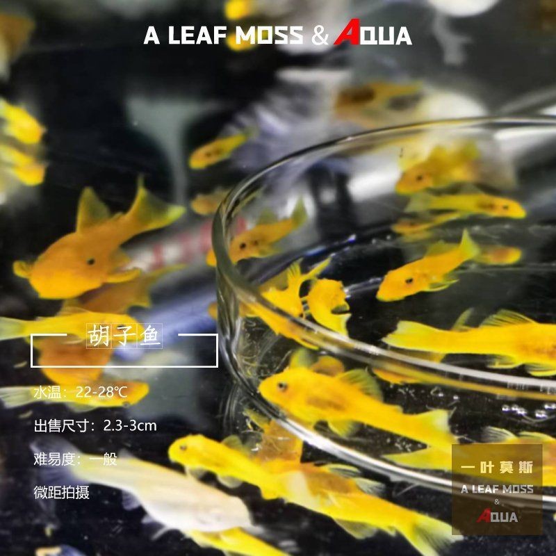 胡子大帆魚(yú)最忌三種東西