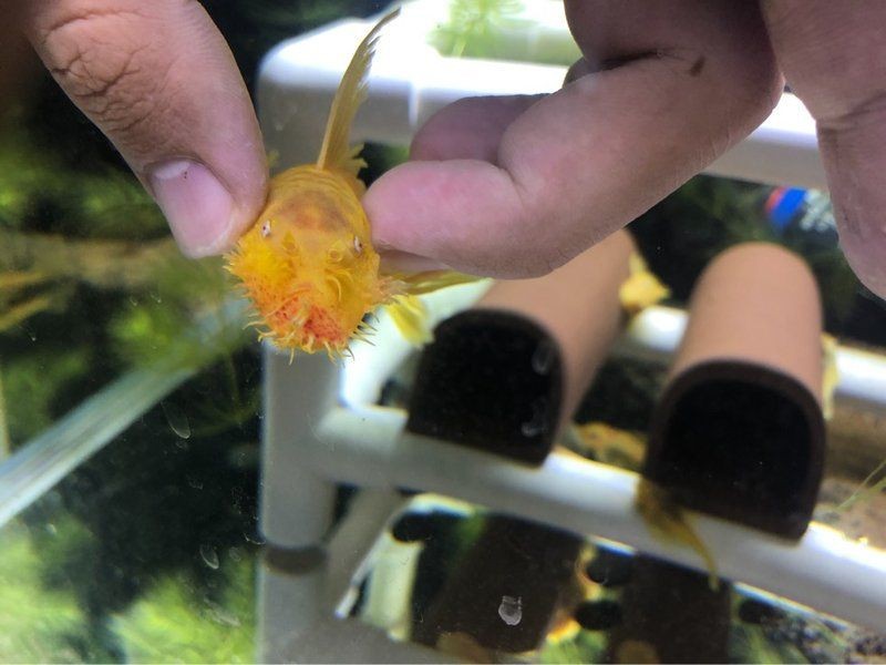 胡子大帆魚(yú)最忌三種東西