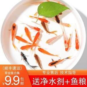 小型金龍魚多少錢：小型金龍魚價格