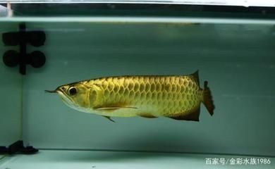 龍魚國(guó)內(nèi)繁殖：國(guó)內(nèi)龍魚的繁殖成功率