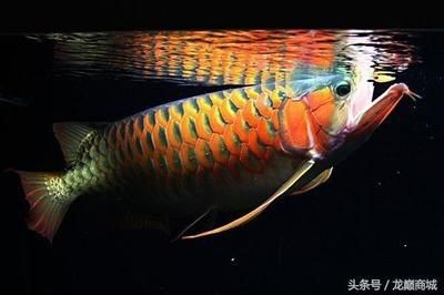 龍魚食物有哪些：關于龍魚食物的詳細介紹