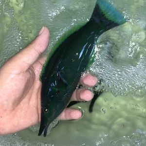 鴨嘴龍魚 海水（鴨嘴龍魚可以適應海水環境嗎？）