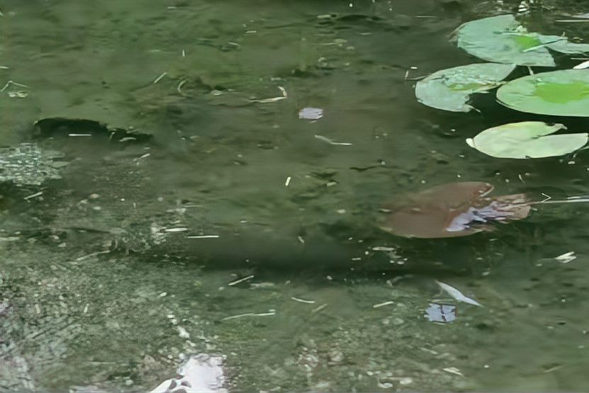 鱷雀鱔家養一只犯法嗎