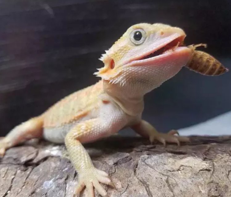 鱷雀鱔家養一只犯法嗎