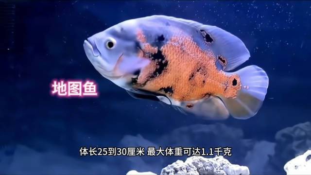 地圖魚(yú)全部視頻播放