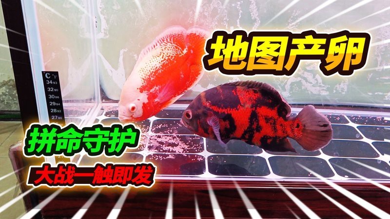 地圖魚(yú)全部視頻播放