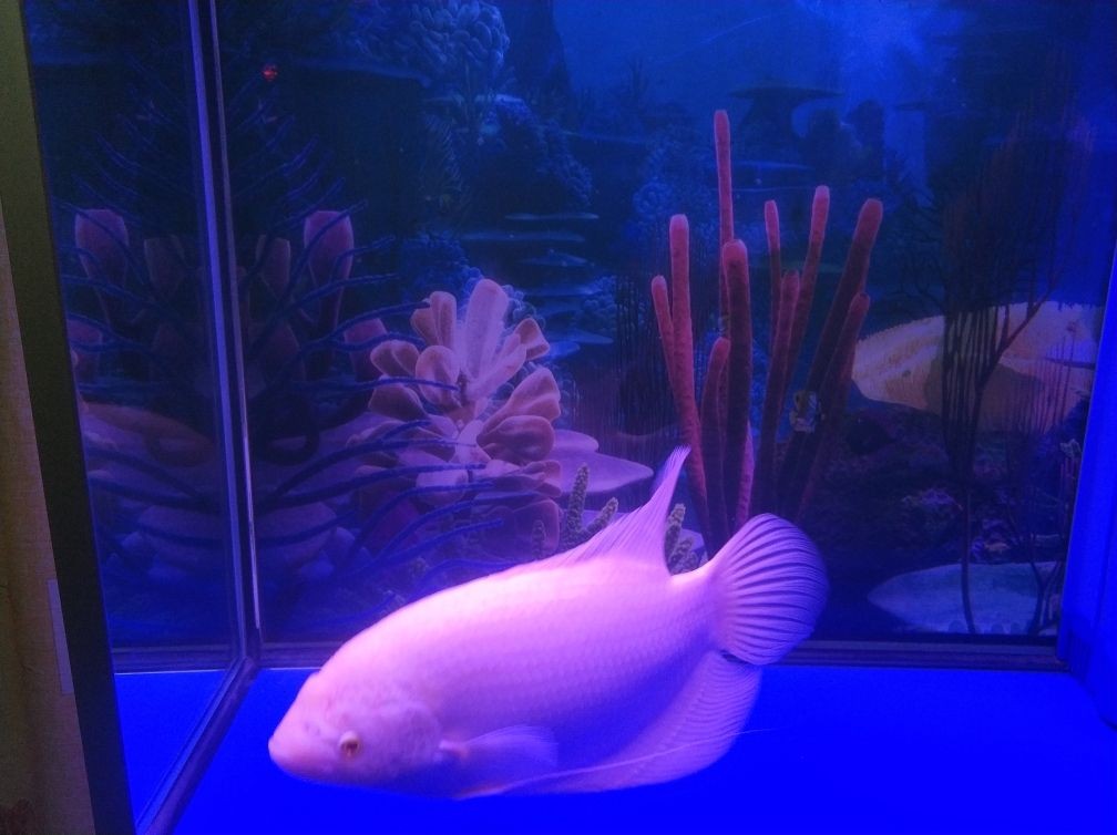 魚缸過濾器過濾器材選擇觀賞魚缸過濾器材的優(yōu)缺點：觀賞魚缸過濾器材選擇