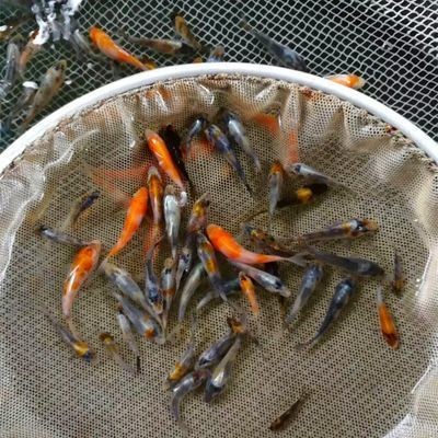 龍魚批發市場價格表大全（龍魚批發市場價格表）