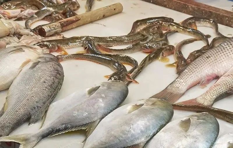 逛魚是什么魚