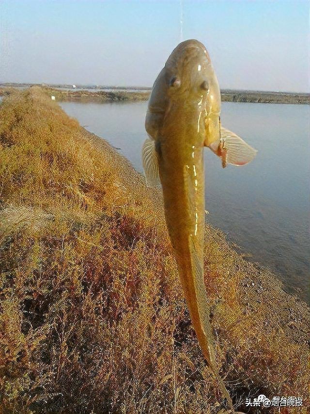 逛魚是什么魚