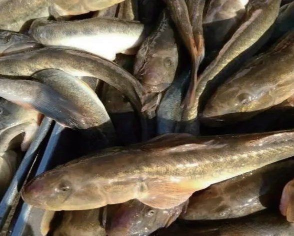 逛魚是什么魚