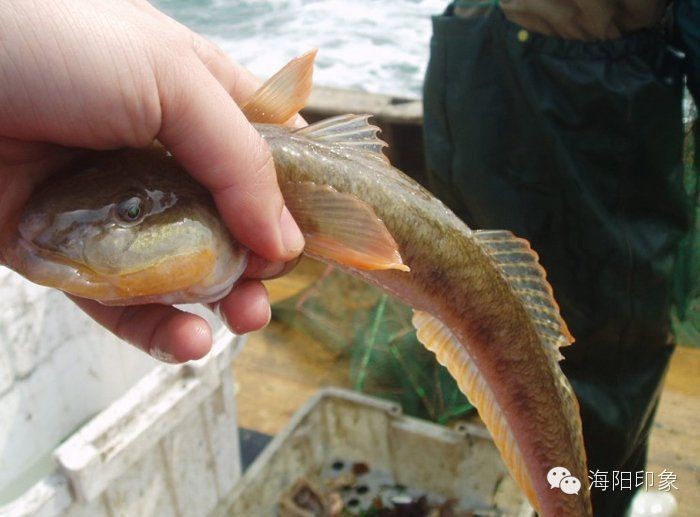 逛魚是什么魚