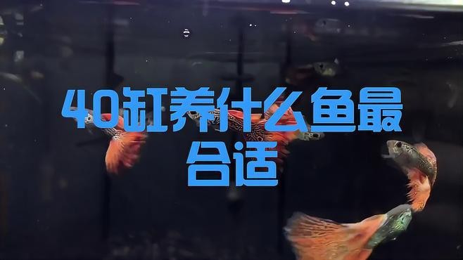 1204040的魚缸適合養什么魚