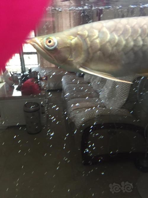 金龍魚眼睛白膜圖片