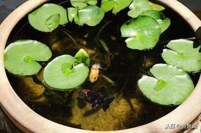 龍魚池塘放養好嗎:龍魚池塘放養可以讓它們在更接近自然環境中生活 龍魚百科 第1張 龍魚池塘放養好嗎:龍魚池塘放養可以讓它們在更接近自然環境中生活 龍魚池塘放養好嗎:龍魚池塘放養可以讓它們在更接近自然環境中生活 龍魚百科 第1張