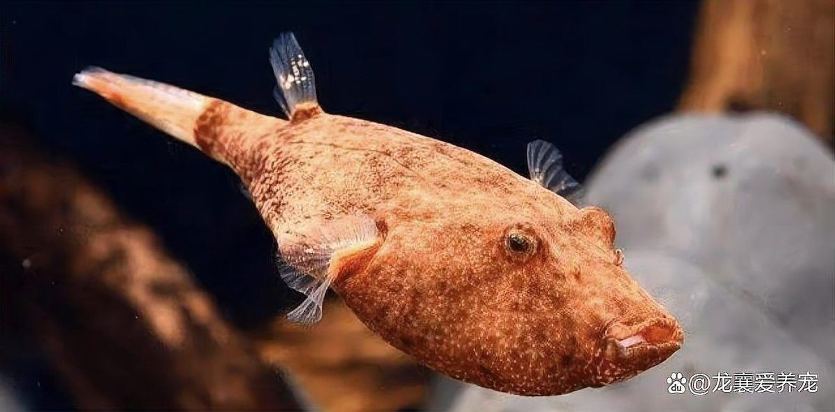 狗頭魚趴著不動 龍魚論壇 第1張 狗頭魚趴著不動 狗頭魚趴著不動 龍魚論壇 第1張