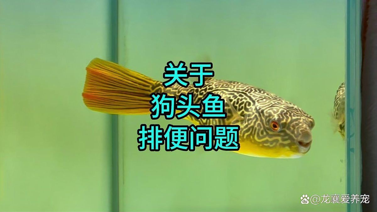 狗頭魚趴著不動 龍魚論壇 第7張 狗頭魚趴著不動 狗頭魚趴著不動 龍魚論壇 第7張