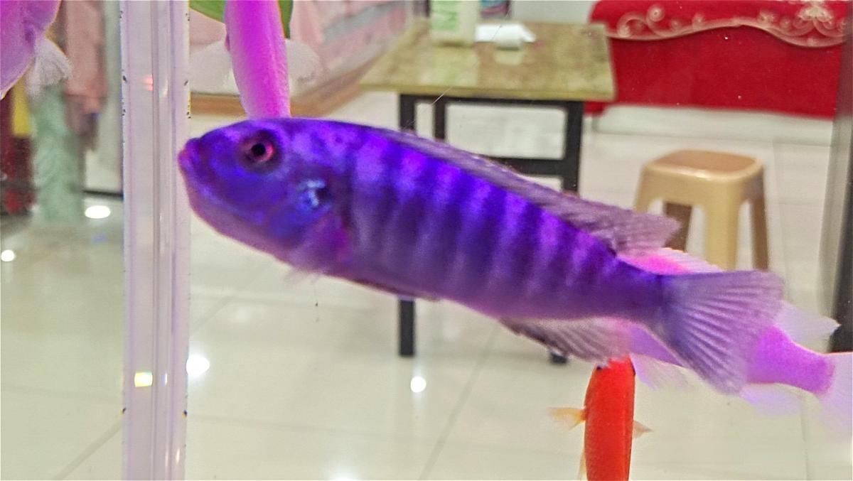狗頭魚趴著不動 龍魚論壇 第11張 狗頭魚趴著不動 狗頭魚趴著不動 龍魚論壇 第11張