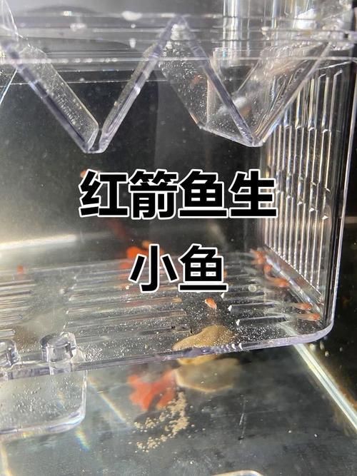 紅箭魚臨產肛門圖片
