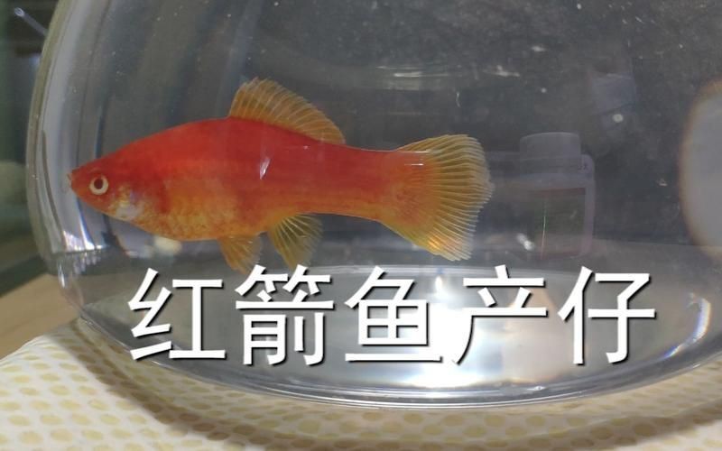 紅箭魚臨產肛門圖片