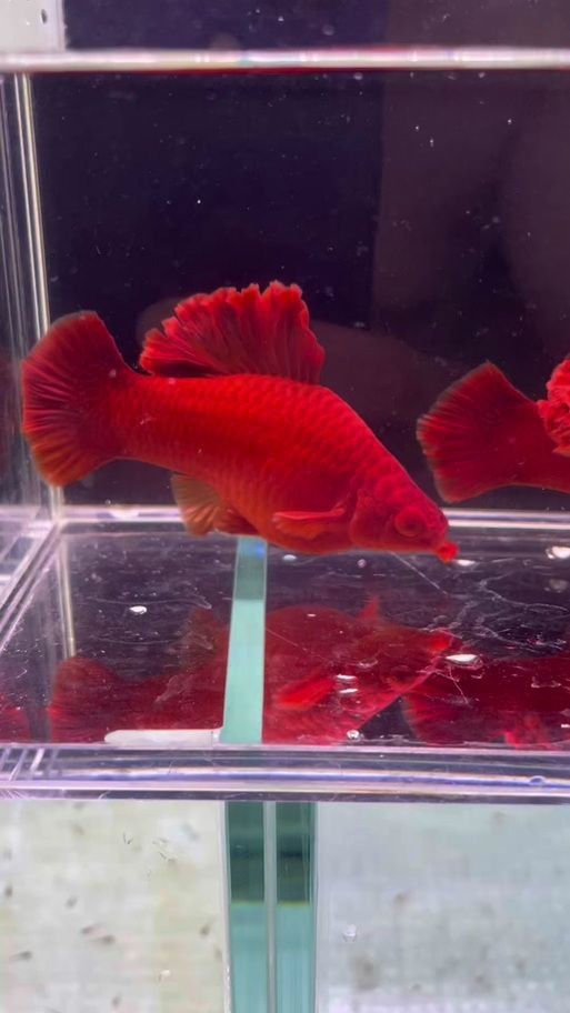 紅箭魚臨產肛門圖片