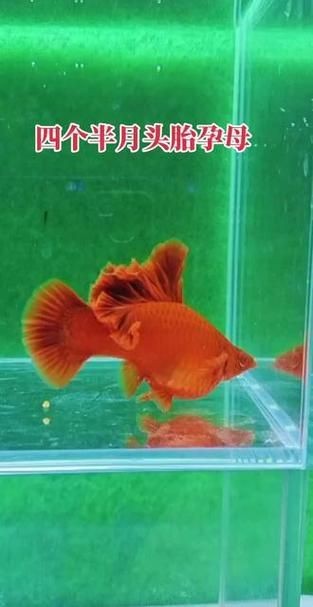 紅箭魚臨產肛門圖片