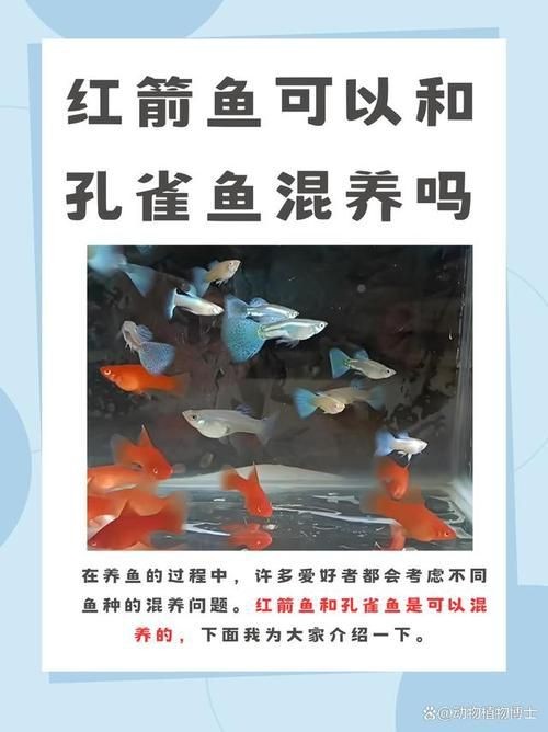 紅箭魚臨產肛門圖片