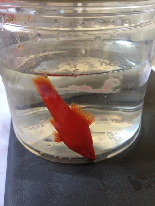紅箭魚臨產肛門圖片