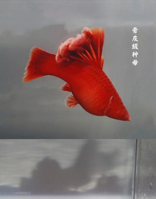 水族寵物排行榜前十名：龍睛金魚、龍睛金魚、龍睛金魚，水族寵物排行榜前十名 水族寵物排行榜前十名：龍睛金魚、龍睛金魚、龍睛金魚，水族寵物排行榜前十名 觀賞魚百科 第1張