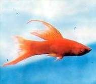 紅箭魚臨產肛門圖片
