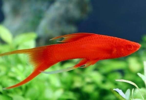 紅箭魚臨產肛門圖片