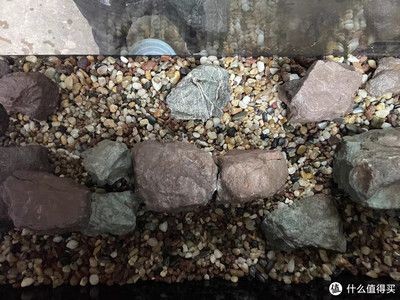 萊易歐魚缸質量口碑：萊易歐魚缸以其卓越的設計和質量贏得了消費者的青睞 萊易歐魚缸質量口碑：萊易歐魚缸以其卓越的設計和質量贏得了消費者的青睞 魚缸百科 第4張