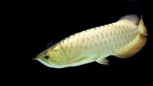 養一條銀龍魚代表什么生肖動物呢：養一條銀龍魚代表什么生肖動物